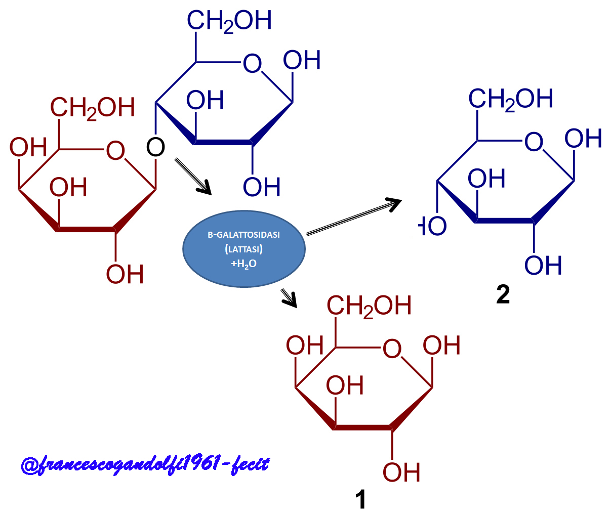 lattosiogalattoidrolasi per conoscere ciò che ci nutre